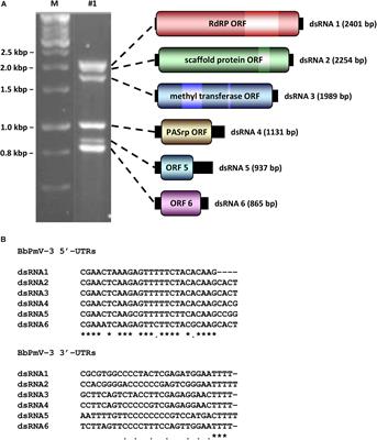 The Polymycovirus-Mediated Growth Enhancement of the Entomopathogenic Fungus Beauveria bassiana Is Dependent on Carbon and Nitrogen Metabolism